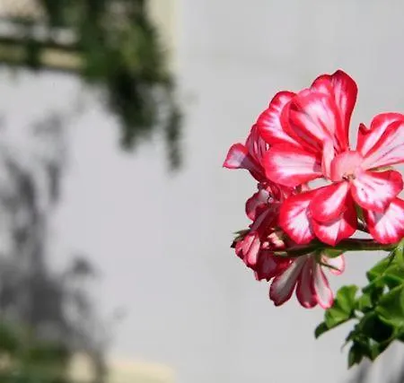 Emelce Lejlighedshotel Bodrum