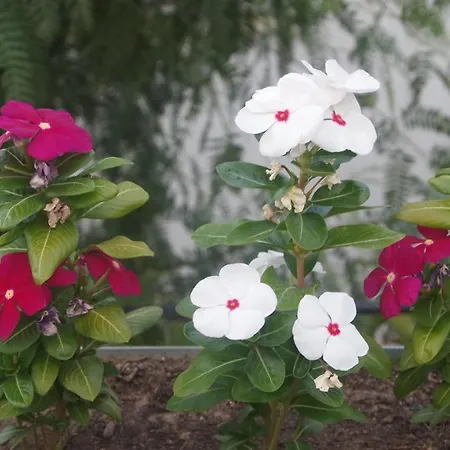 Lejlighedshotel Emelce