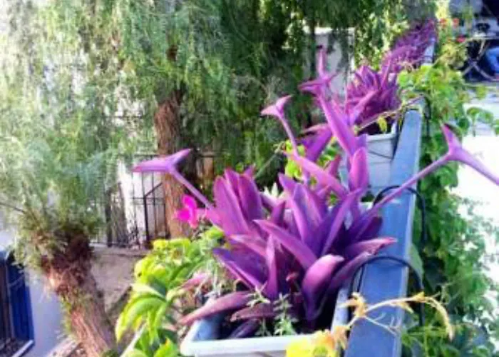 Apartmanhotel Emelce Bodrum