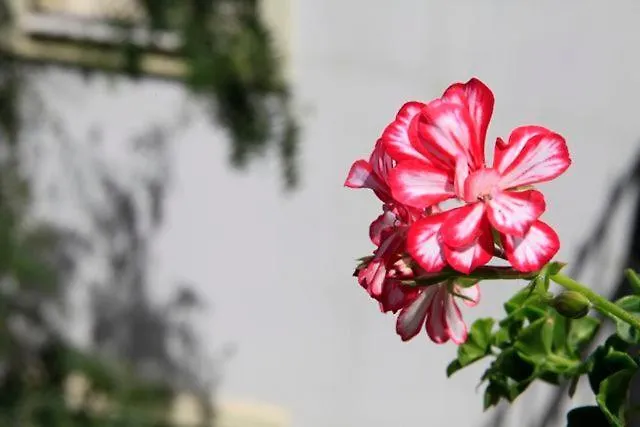 Emelce Apart-hotel Bodrum