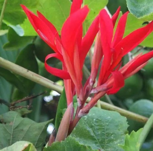 艾玛瓦公寓酒店 博德鲁姆